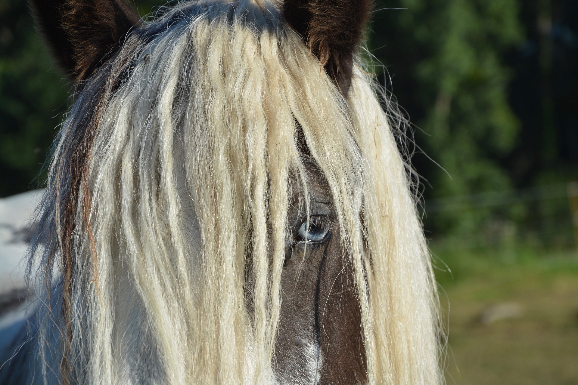 Imported horses passports should be checked against the Central Equine Database