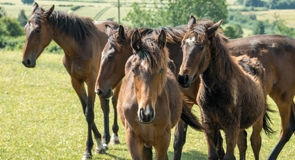 world horse welfare horses and foals to represent equine welfare