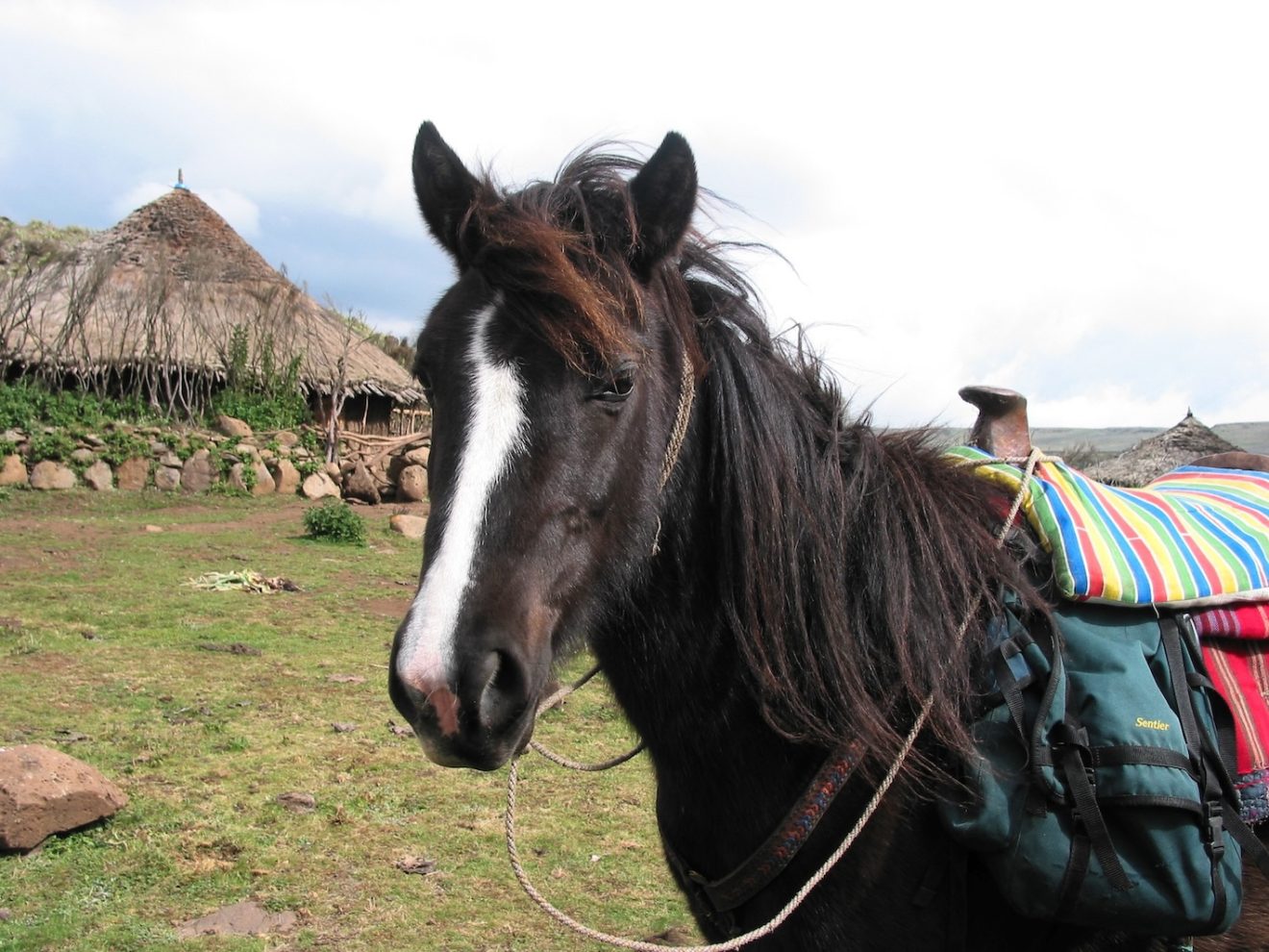an ethiopia horse