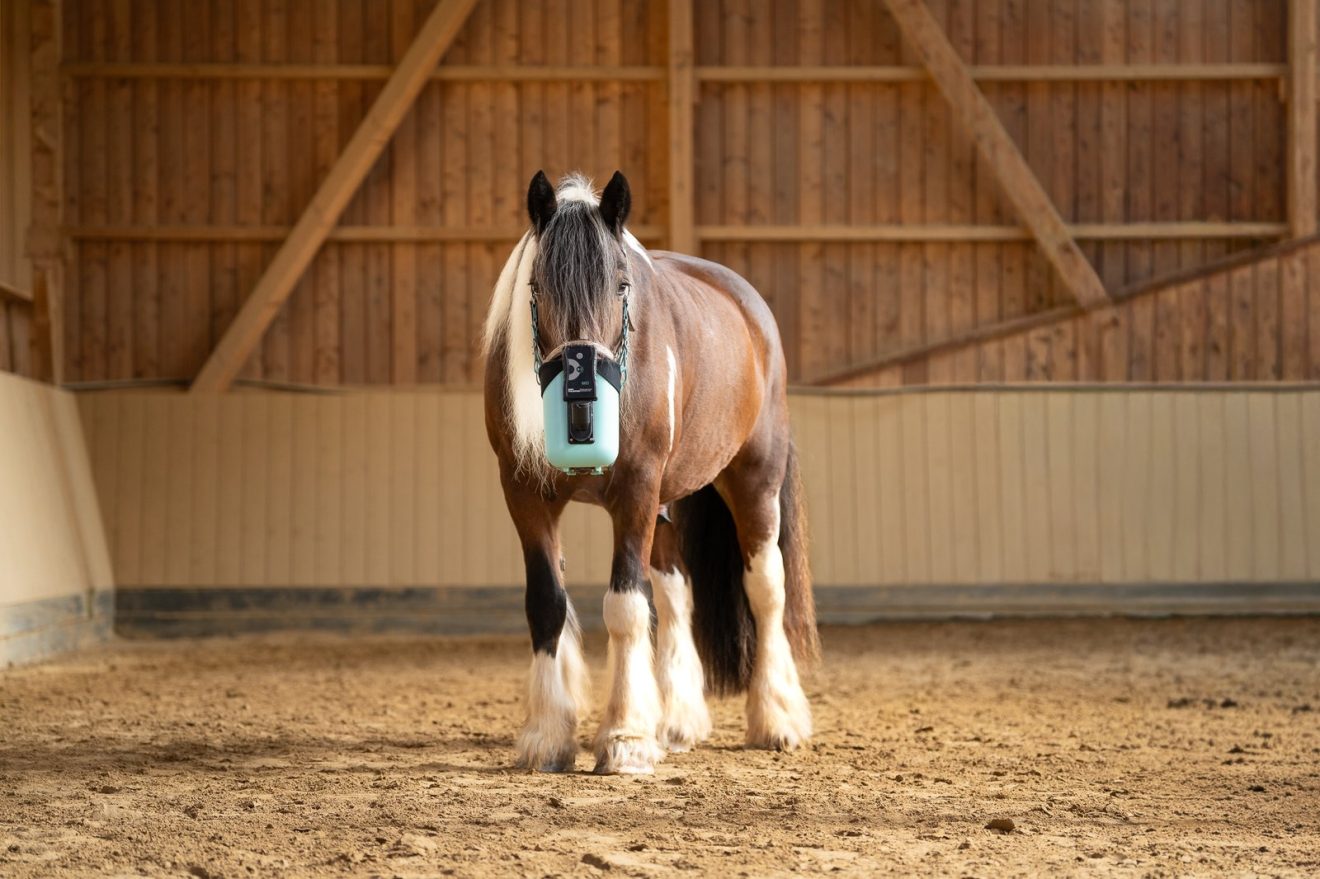 Feature image: BIBO Pulmifier® in the riding arena© WLA Health & Care AG