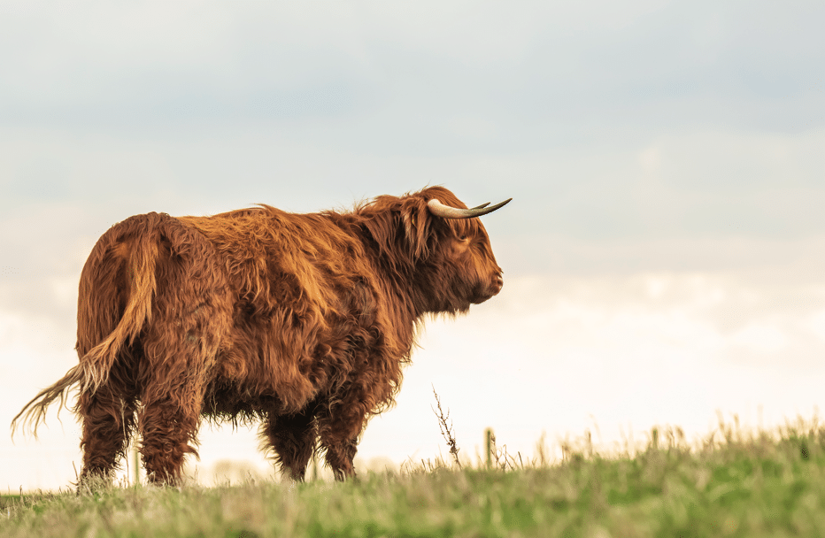 A highland cow