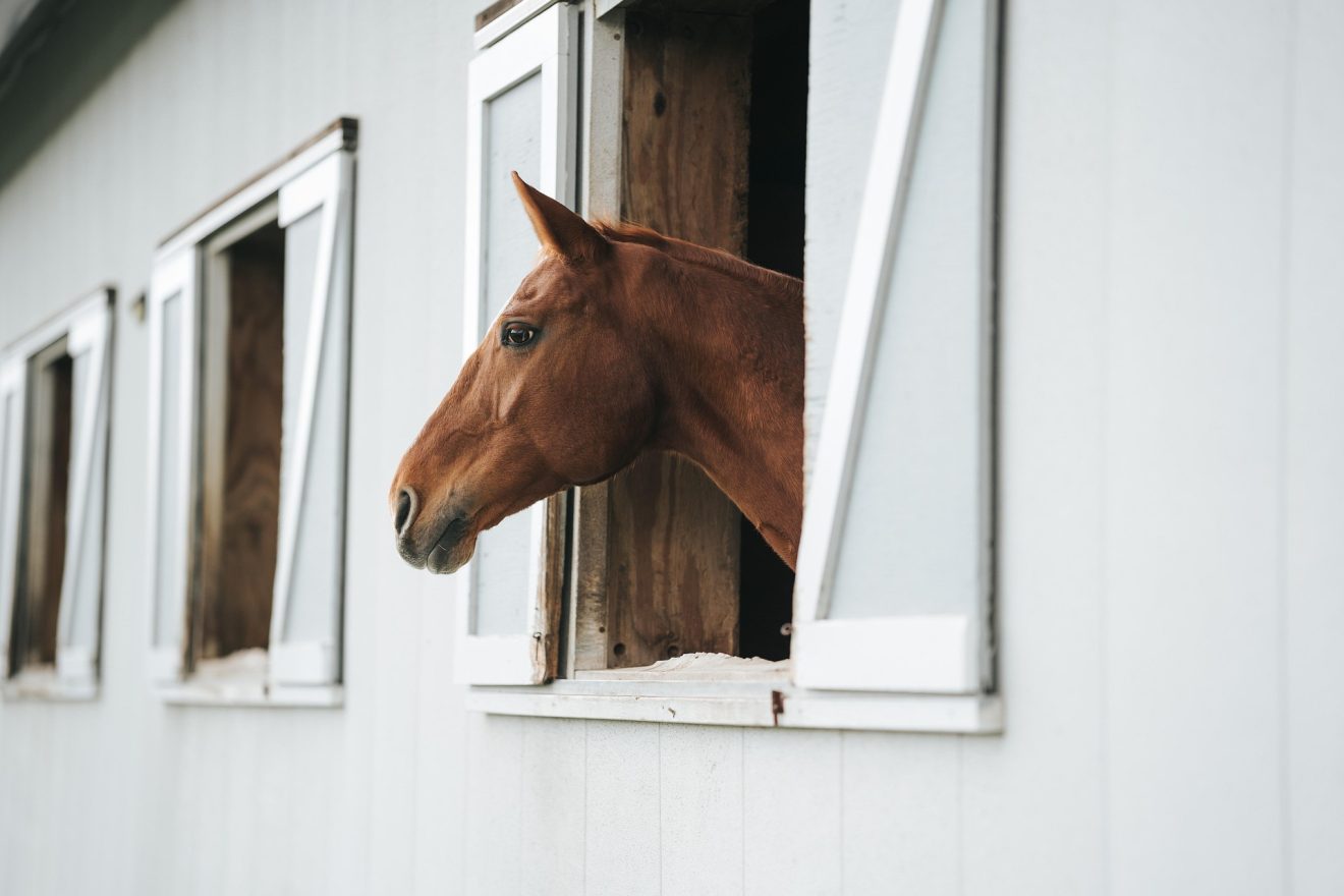 a horse at a stable yard looking out